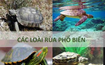Các Loại Rùa Hiện Nay & Các Biện Pháp Bảo Vệ Loại Rùa Tìm hiểu về các loài rùa phổ biến nhất hiện nay