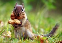 Các loài sóc đáng yêu phổ biến hiện nay trên thế giới Sóc đất