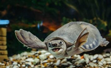 Hướng dẫn Cách Nuôi Rùa Trong Nhà Hiệu Quả và An Toàn Nhất Nên nuôi loại rùa nào?