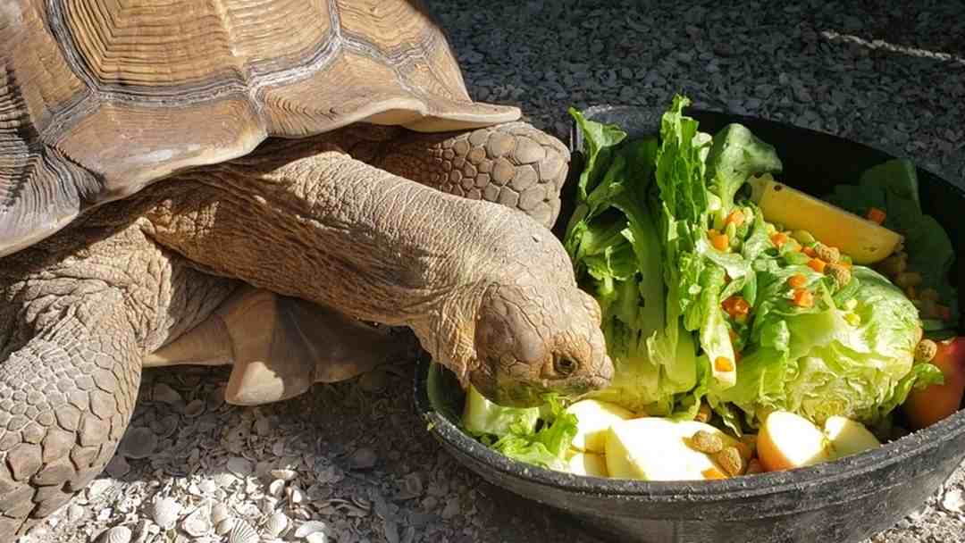 Thức ăn dành cho rùa