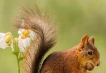 Tìm hiểu Đặc điểm của Loài Sóc: Từ Vẻ Ngoài Đến Cách Sinh Sống Đặc điểm sinh sống của loài sóc: ăn uống, hành vi và tính cách.