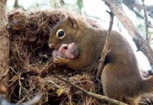 Đặc Điểm Sinh Sản Của Loài Sóc: hình thức & thời gian sinh sản Thời gian đẻ của loài sóc