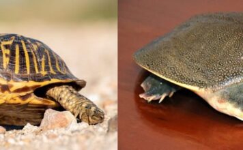 Phân biệt Rùa và Baba Thông Qua Các Đặc Điểm Cách để phân biệt rùa và baba bằng cách nhìn vào kích thước của chúng