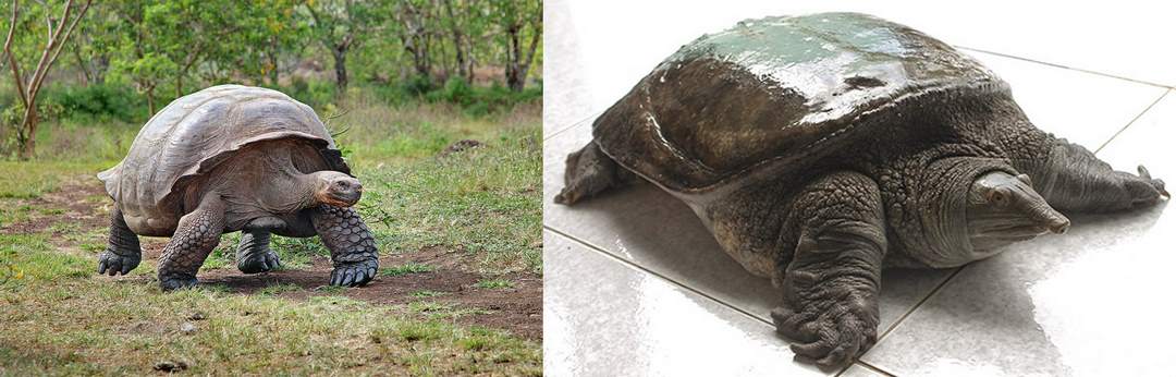 Nhìn vào chân để thấy sự khác nhau giữa rùa và baba